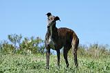 GREYHOUND 043